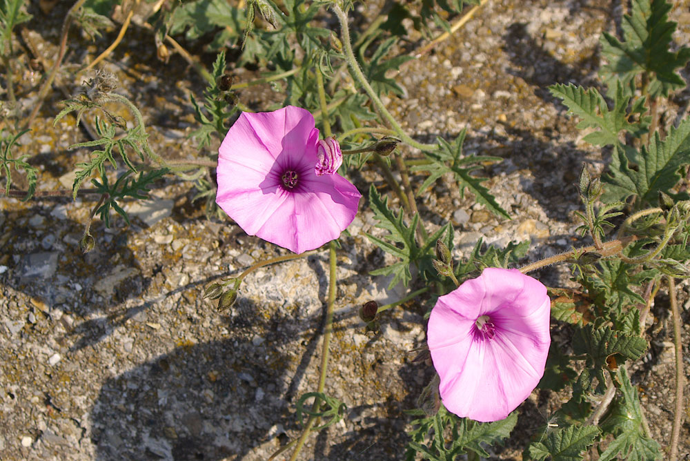 Convolvulus althaeoides / Vilucchio rosso